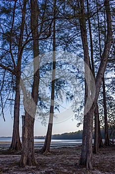 Casuarina tree