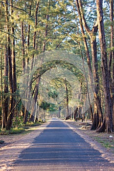 Casuarina tree