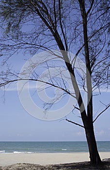 Casuarina tree