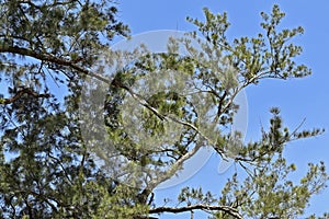 Casuarina tree banches, Casuarina equisetifolia