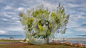 Casuarina tree on the waterfront at Geoffrey Bay under cloudy sky, Magnetic Island, Australia