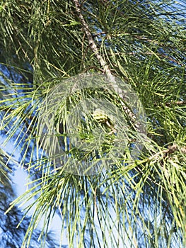 Closeup of casuarina trees and leaves