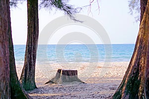 Casuarina on the white sand beach on the blue sea background