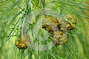 Casuarinaceae young seeds on tree