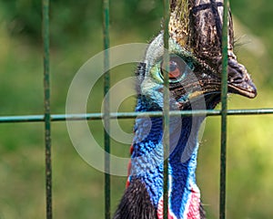 Casuarius beautiful blue head bird into the cage