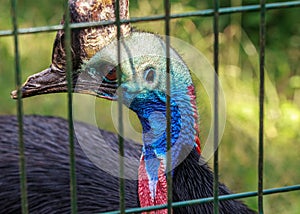 Casuarius beautiful blue head bird into the cage