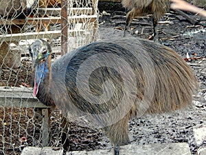Kasuari, a flightless big bird from Papua, Indonesia. photo