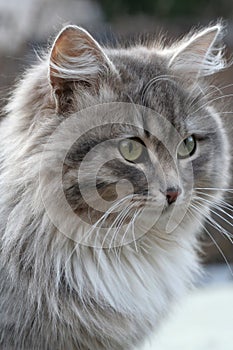 Grey cat