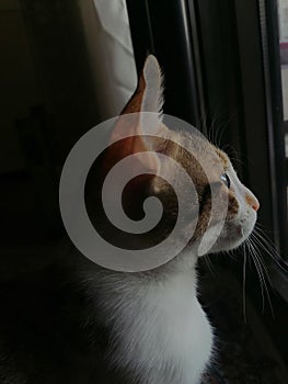 Cat  Ã°Å¸ÂË  watching window