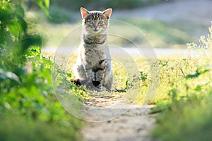 Cat.