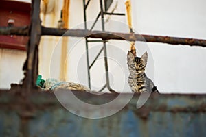 Cat on Abandoned Old Rusty Ship