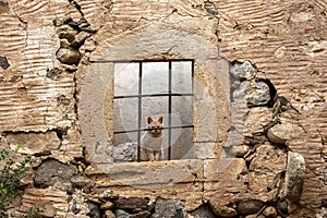 Cat in Abandoned Stone Window, Rustic Wall, Solitude and Curiosity