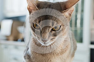 Cat of the Abyssinian breed serious face closeup