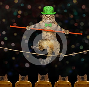 Cat acrobat walks on tightrope in circus