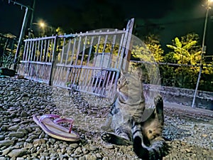 cat activities in the yard at nightcat activities in the yard on cold evenings