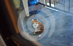 Cat, adoption and homeless charity pet at volunteering shelter for abandoned, rescue and foster animals. Curious