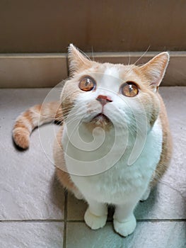 Cat Adorable lovely Britishshorthair cats