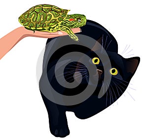 Cat afraid of turtle