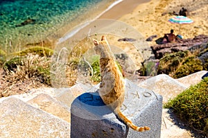 Cat in Agios Sostis beach