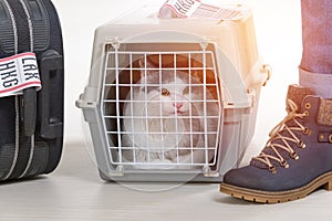 Cat in the airline cargo pet carrier