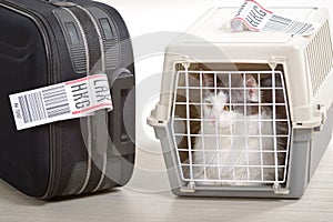 Cat in the airline cargo pet carrier