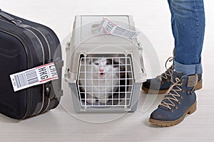Cat in the airline cargo pet carrier