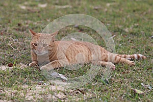 Cat at Al-Khobar Corniche, Saudi Arabia