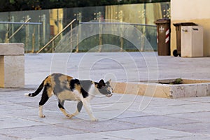 Cat in alert in the city