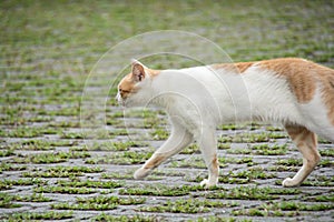 Cat in alishan mountian