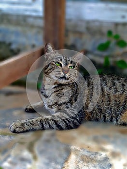 CAT ALSO KNOWN AS DOMESTIC CAT OR HOUSE CAT, ARE A TYPE OF CARNIVORE MAMMAL FROM THE FELIDAE FAMILY.  cats  streetcats  animals