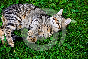 cat with amazing eyes on green grass