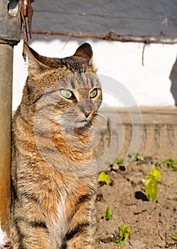 Cat with amazing green eyes