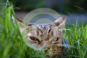 Cat ambush between grass