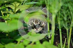 cat in ambush