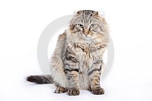 Cat, American curl