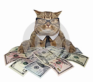 Cat with american dollars 2