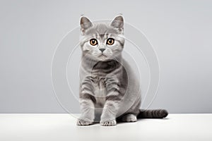 a cat american shothair cat on gray isolated background generative ai