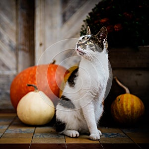 Cat with amputated leg sitting in front of front door decorated with pumpkins. Front Porch decorated for Halloween.