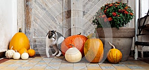 Cat with amputated leg standing by front door decorated with pumpkins. Front Porch decorated for Thanksgiving.