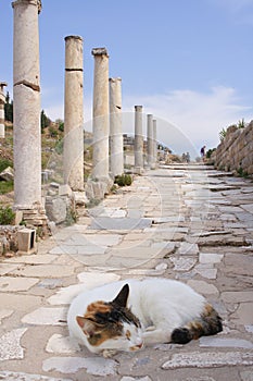 Cat on ancient colonade, Ephesus