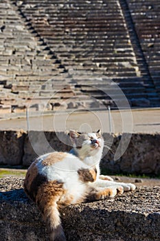 Cat in the ancient theatre of Epidaurus in Peloponnese, Greece