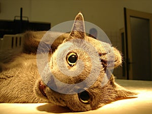 Cat in anesthesia