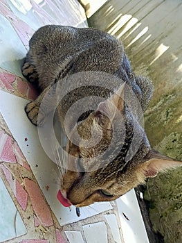 Cat, animal, animalscat, Tomcat, tom&jerry