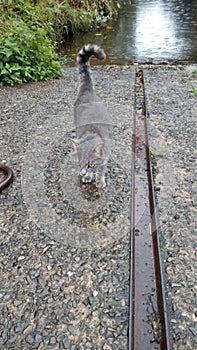 Cat, animal, nature, landscape, gray cat, wild cat.