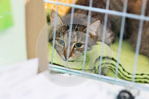 Cat in animal pet shelter rescued unwanted lost ready for adoption