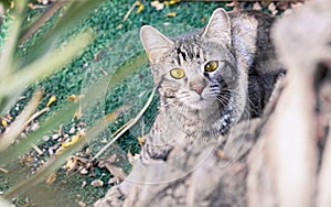 cat animal portrait outdoor park environment space, yellow eyes looking at camera