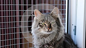 cat in an animal shelter, cute cat in a cage is waiting for a new owner and friend