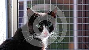 cat in an animal shelter, cute cat in a cage is waiting for a new owner and friend