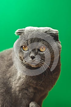 Cat animal studio portrait on a green background, cute scottish fold breed