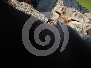 Cat  annimal in home sleep